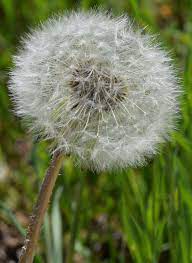 Pin On Flowers