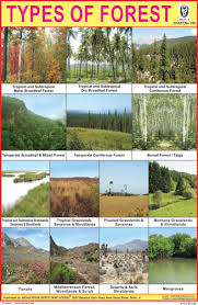 Types Of Forest Chart Types Of Forests Forest Habitat