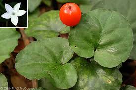 Image result for Geophila repens