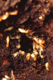 Daß es auch in westdeutschland termiten, ameisenähnliche insekten, gibt, die in ihrer tropischen heimat ganze wälder auffressen und häuser zum einsturz bringen, wird hier kaum jemand glauben. Termiten Wikipedia