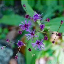 Florida plants with purple flowers. Wild Plants Imagine Our Florida Inc