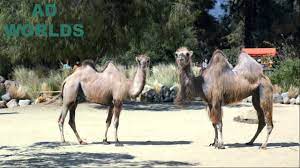 Do any of you work for an ad agency? Funny Camels Sommercial It S What You Do Geico Super Bowl Commercial Youtube