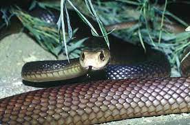 Top 10 Most Venomous Snakes Listverse Snake Venom Poisonous Snakes Black Mamba Snake