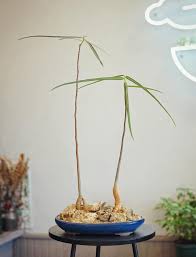 Image result for Elephantorrhiza elephantina