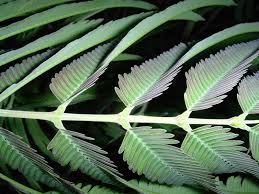 Image result for Parkia