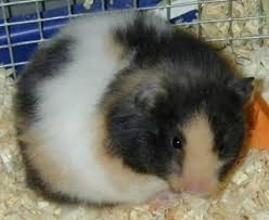 Baby Black And White Syrian Hamster Calico Syrian Hamster 1 Image
