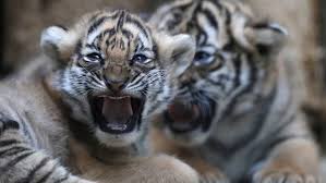 Houston authorities have not yet found the tiger. Jyvmvw5eyhuuwm