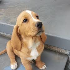 My Basset Lab Puppy Or Basador For Short Cute Animals Cute Dogs Animals