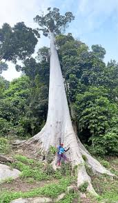Get kampung ceruk tok kun atas's weather and area codes, time zone and dst. Mengkundur Tree In Bukit Mertajam Probably Country S Tallest The Star