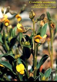 Image result for Crotalaria pisicarpa