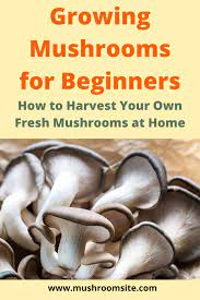 Growing Mushrooms For Beginners Stuffed Mushrooms Growing Mushrooms At Home Growing Mushrooms