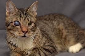 The uveitis in cats is an ophthalmological disorder that can affect the uvea of cats of all ages, being more common in stray cats. Tcvm Treatment Of Uncontrolled Glaucoma In A Cat Ivc Journal