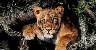 النمور في العالم خلفيات حيوانات مفترسة hd animals wild cats wildlife animals