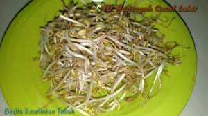 Terapkan abu ini pada daerah yang mengalami luka bakar. Wajib Tau Inilah 15 Manfaat Dan Khasiat Biji Halba Untuk Kesehatan By Berita Kesehatantubuh