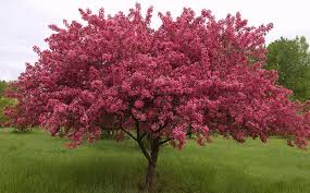 Check spelling or type a new query. The Crabapple Tree Literary Hub