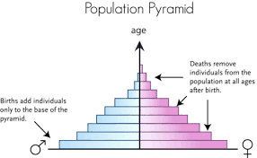 Types of population pyramids and what they mean. Age Sex Structure Of Populations Advanced Ck 12 Foundation