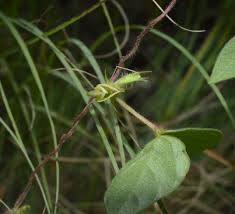 Image result for Macrotyloma tenuiflorum
