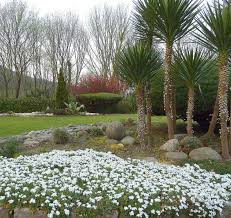 Image result for Arabis alpina