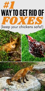 The Number 1 Way To Get Rid Of Foxes For Good Chickens Raising Chickens Small Pets