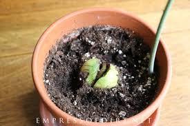 For successful avocado seed germination, the grower must change the water every week or two. How To Grow An Avocado From Seed Easy Method Empress Of Dirt