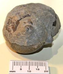 Image result for Isonema