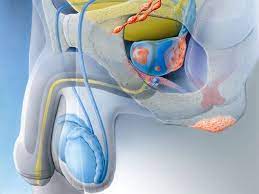 Prostata Operation Behandlung Ablauf Hirslanden