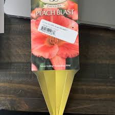 * images shown are of mature plants. Hemerocallis Never Ending Peach Blast Daylily Never Ending Peach Blast In Gardentags Plant Encyclopedia