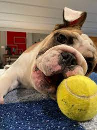 Offizielle twitter account des sat.1 frühstücksfernsehens. Daniel Boschmann On Twitter 2021 Jetzt Schon Besser Darf Ich Vorstellen Twitter Berta Berta Twitter Herzlich Willkommen Im Sat1 Fruhstucksfernsehen Https T Co Ltytqk62rn