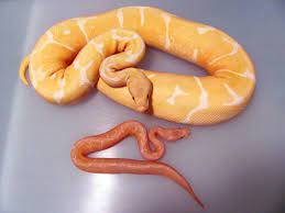 Much like the normal albino, however, develops into a lavender base color (where the white is on a normal albino) with yellow pattern with a deep red eye color. 2010 And 2011 Lavender Albino Spiders