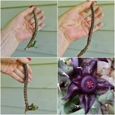 Image result for Duvalia polita