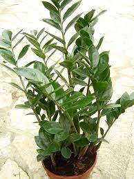 Agrar gmbh wurde 1986 als bindeglied zwischen praxis und forschung gegründet. Zamioculcas Zamiifolia Wikipedia