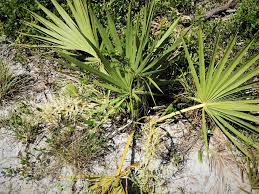 Image result for Sabal etonia