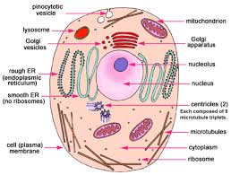 Check spelling or type a new query. Cell Structure Cells Project Animal Cell Cell Model Project