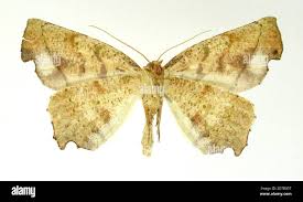 Image result for Flabellaria