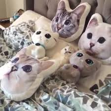 pin on cat gifs