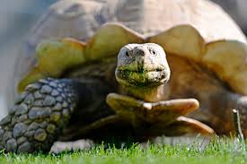20 cm groß benötigt um die 10 quadratmeter lebensraum, je weitere schildkröte mind. Wenn Schildkroten Feiern Einblicke In Die Zoom Erlebniswelt Gelsenkirchen