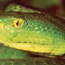 Sri lankan green pitviper (trimeresurus trigonocephalus). Kramer S Green Pit Viper Trimeresurus Septentrionalis From Nepal Download Scientific Diagram