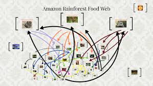 The amazon rainforest in brazil has thousands of species of birds, insects, reptiles, amphibians, and mammals. Amazon Rainforest Food Web By Sofia Tischler