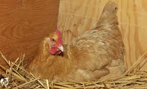 Training your hens to use the boxes really isn't that difficult, but you must start. Chicken Nest Boxes 101