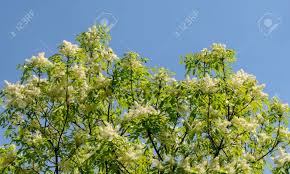 It has a moderate growth rate, an upright growing habit, and a rounded shape. Closeup Of Japanese Tree Lilac Or Syringa Reticulata Tree Full Stock Photo Picture And Royalty Free Image Image 118015730
