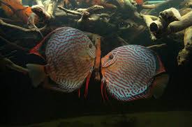 Diskuszucht Stendker Gmbh Co Kgshow Tanks Discus Fish Tropical Fish Aquarium Discus Aquarium