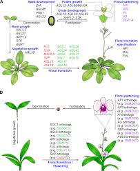 Dahlias that reach 3 feet or taller should be staked to support the large, heavy flowers and keep plants upright in windy conditions. Frontiers Dissecting The Function Of Mads Box Transcription Factors In Orchid Reproductive Development Plant Science