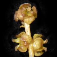 Image result for Potamogeton richardii