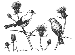 Drawing of flower to color. The State Bird Of Iowa American Goldfinch