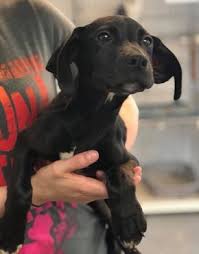 Skinny And Dehydrated 10 Week Old Puppy Dumped In Trash Puppies Cuteness Overload Animal Rescue