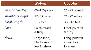 79 Bright Wolf Height And Weight Chart