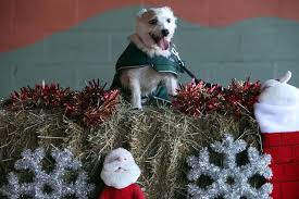 272 likes · 29 talking about this. Could You Help Rehome Any Of These Unwanted Dogs And Cats Chronicle Live