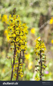 Image result for Ligularia sibirica