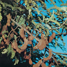 The fruit of the tamarind tree is in the shape of an elongated pod, which is generally 3 to 6 inches long and contains multiple seeds. Tamarind Plant And Fruit Britannica