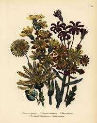 Image result for Senecio speciosus